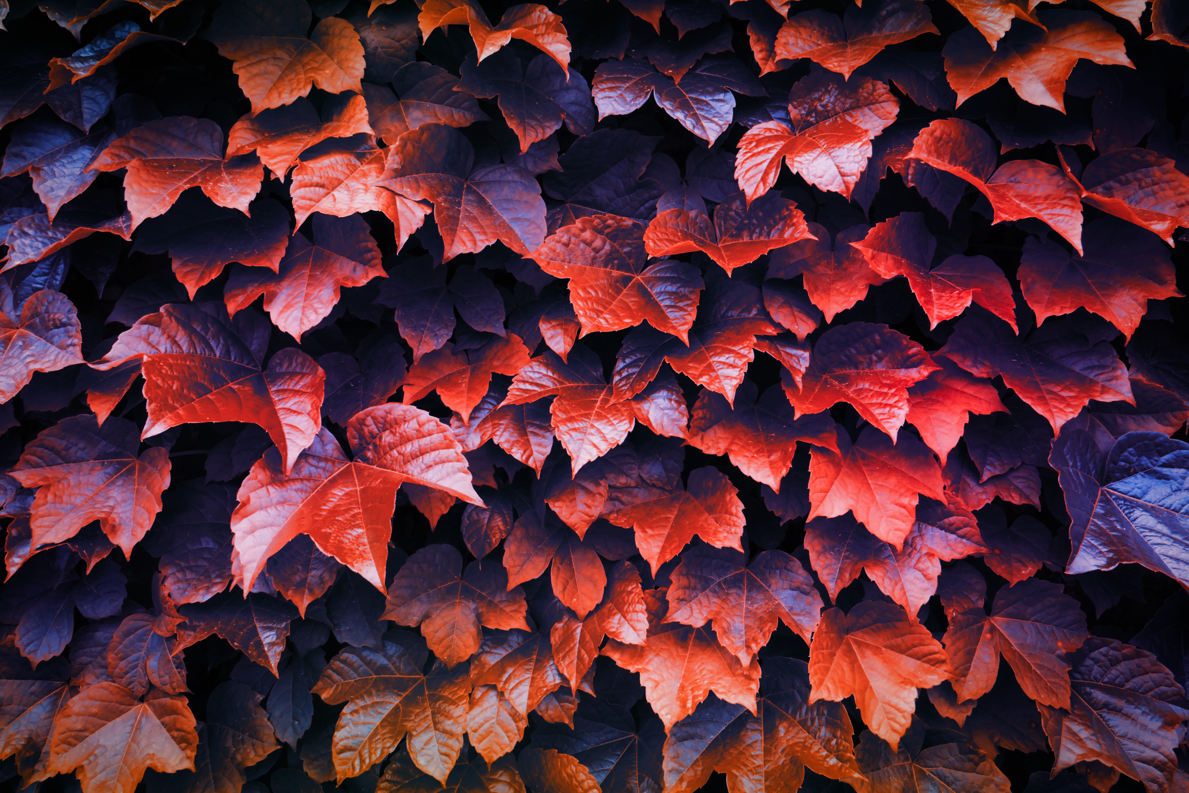 Fall Leaves Wallpapers