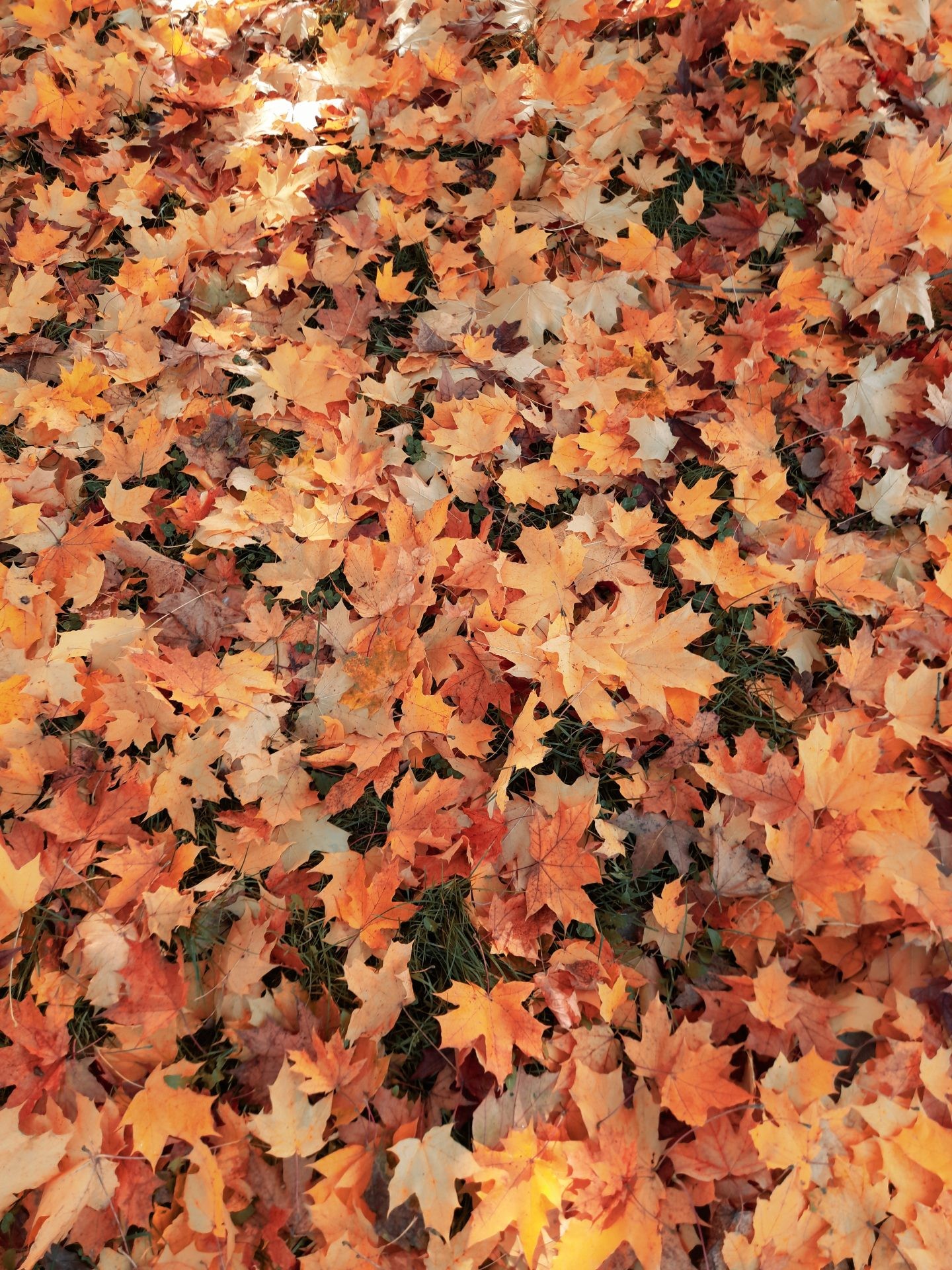 Fall Leaves Wallpapers