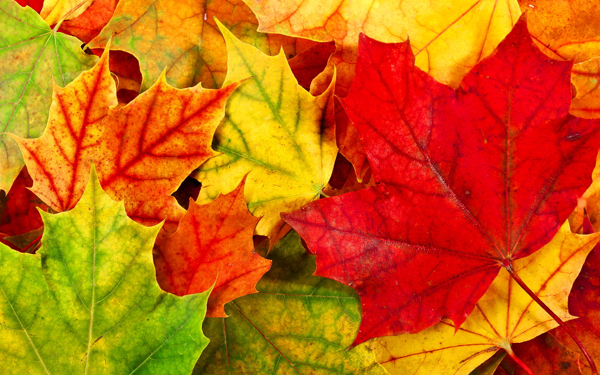 Fall Leaves Wallpapers