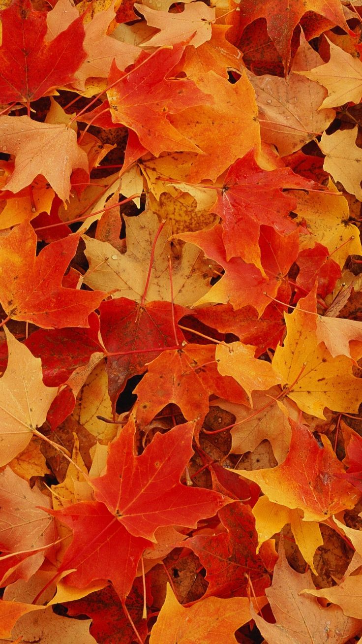 Fall Leaves Wallpapers