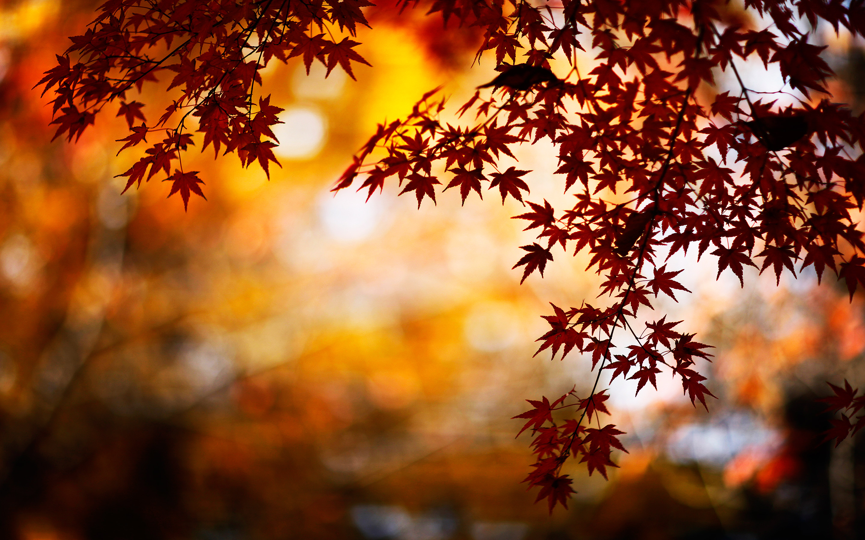 Fall Leaves Wallpapers