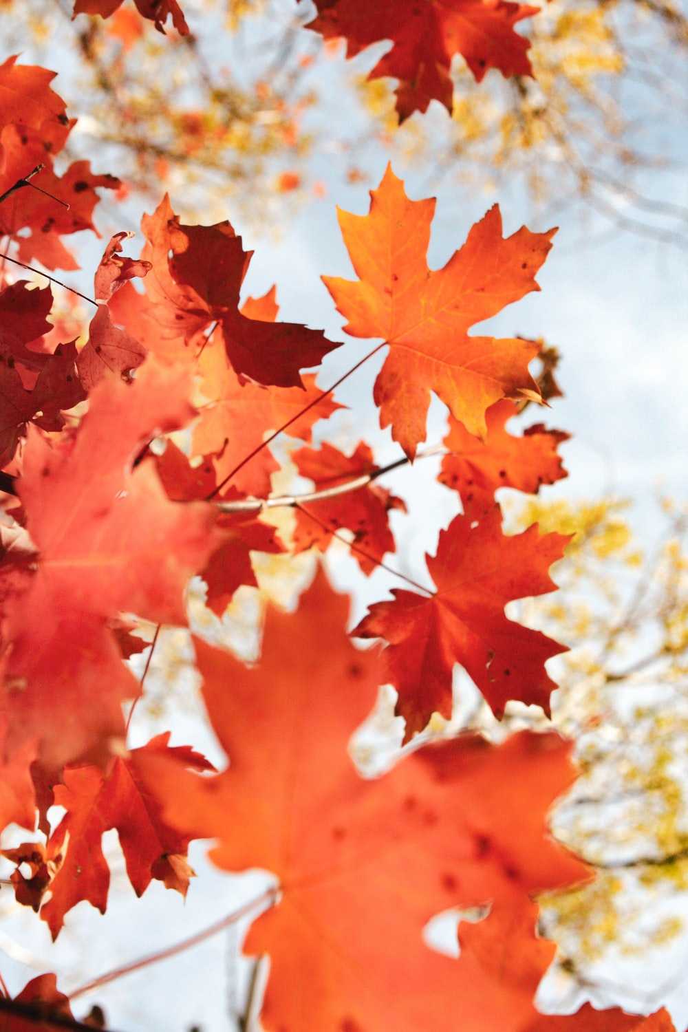 Fall Leaves Wallpapers