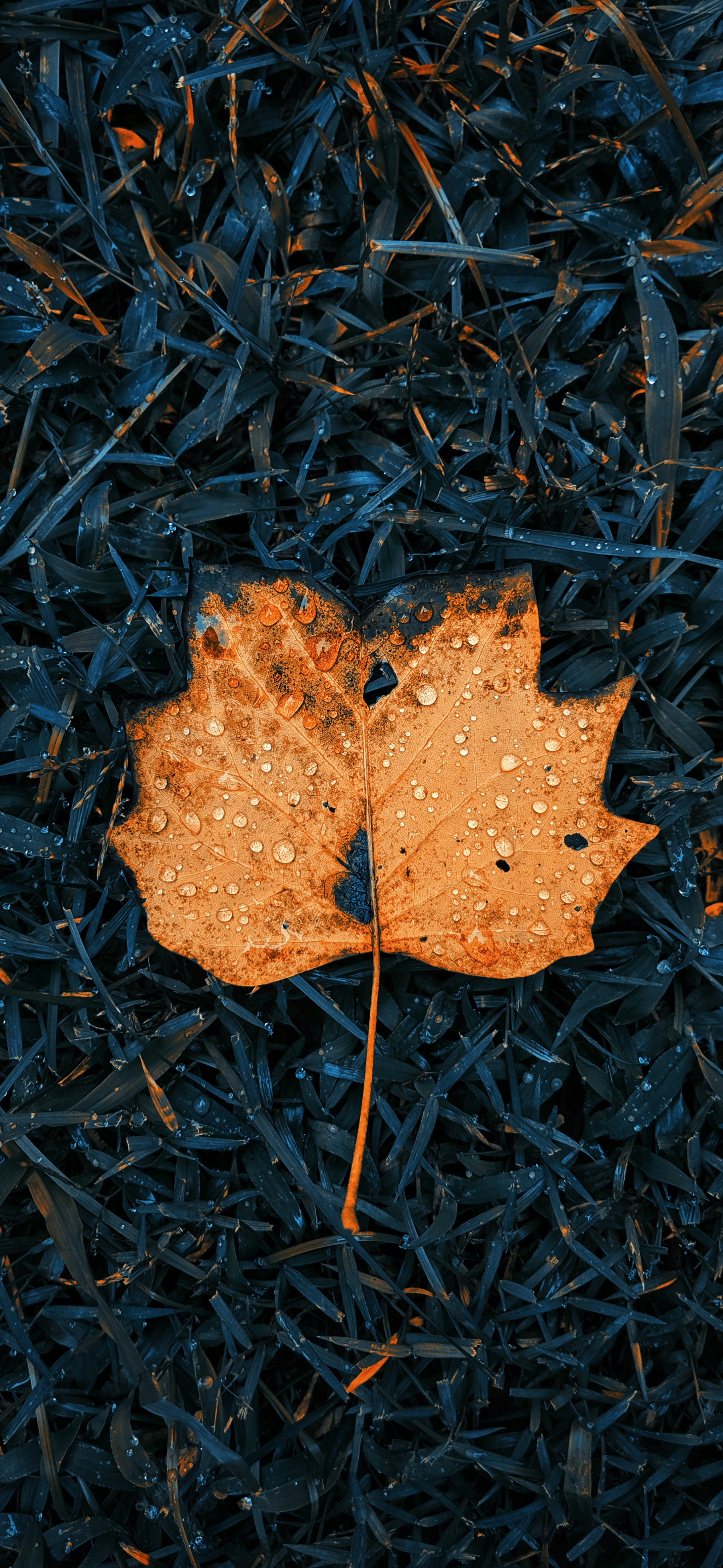 Fall Leaves Hd Wallpapers