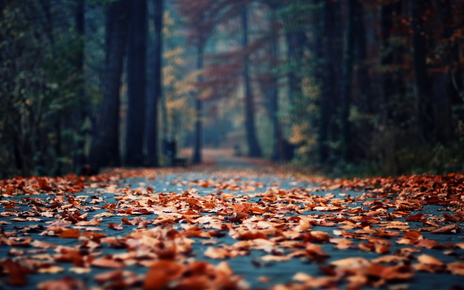 Fall Leaves Hd Wallpapers