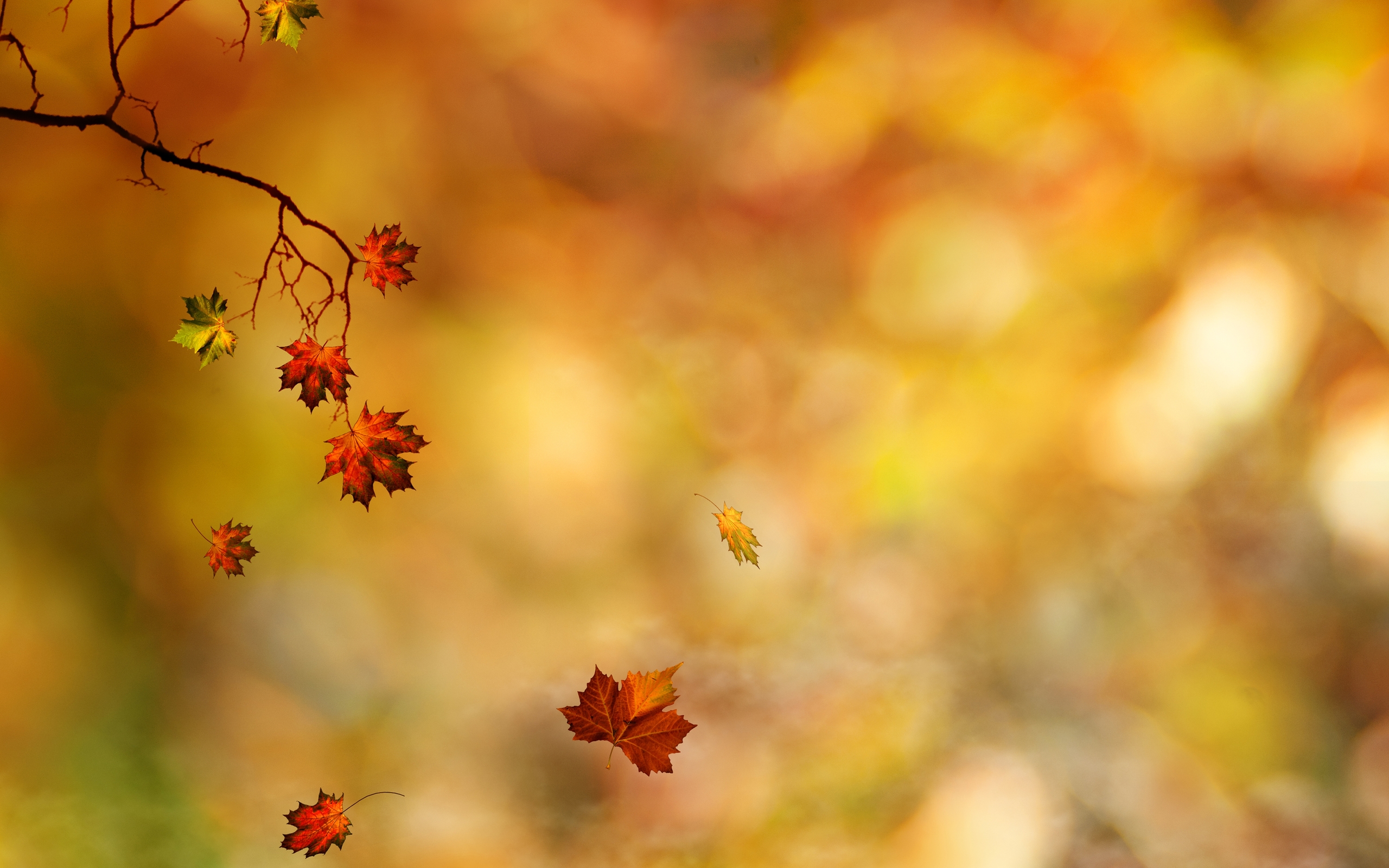 Fall Leaves Hd Wallpapers