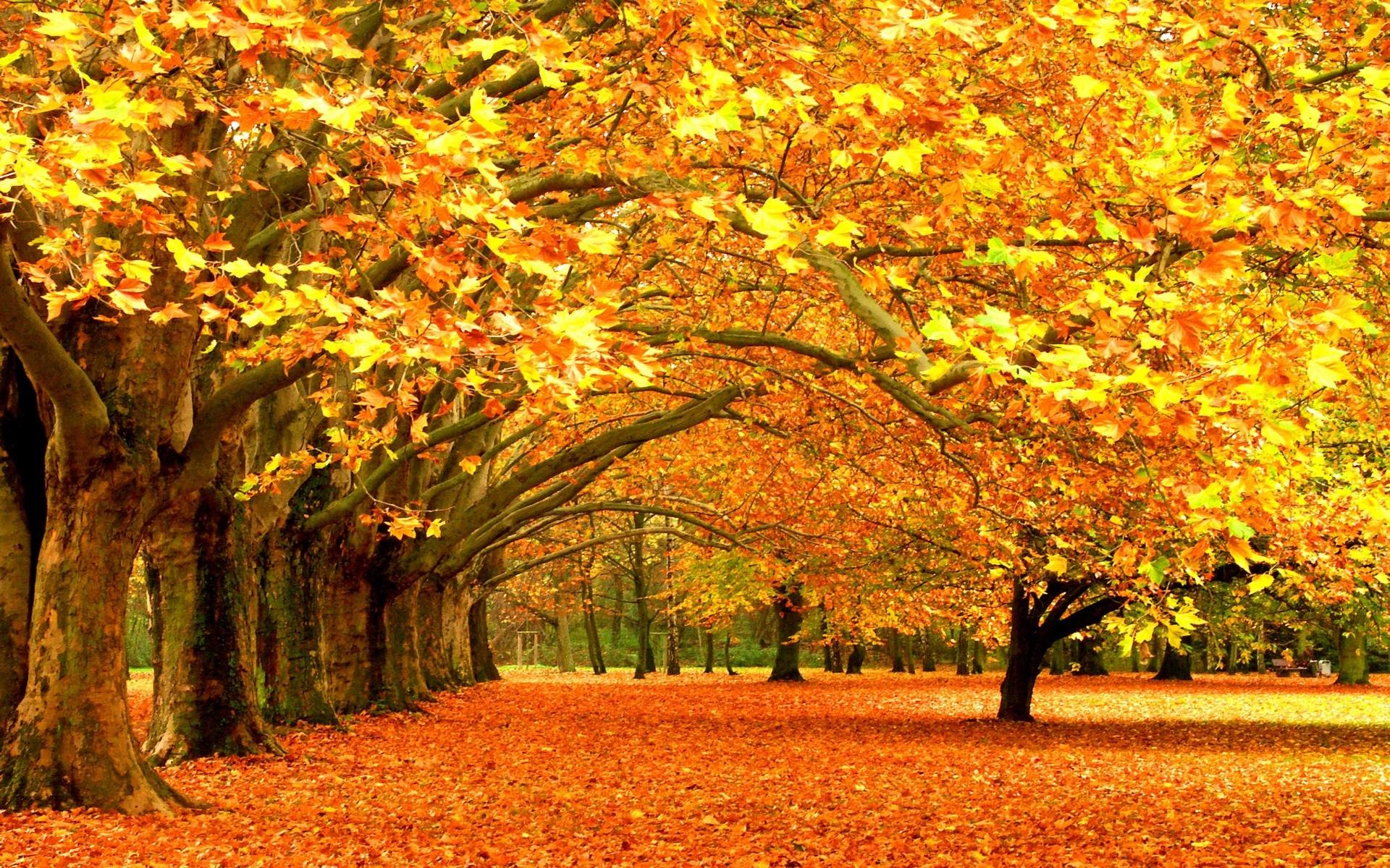 Fall Leaves Hd Wallpapers