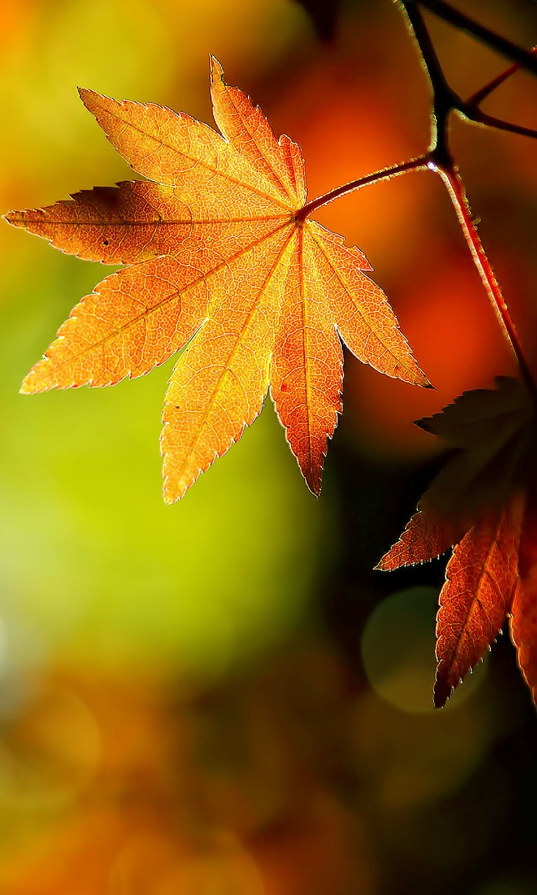 Fall Leaves Hd Wallpapers