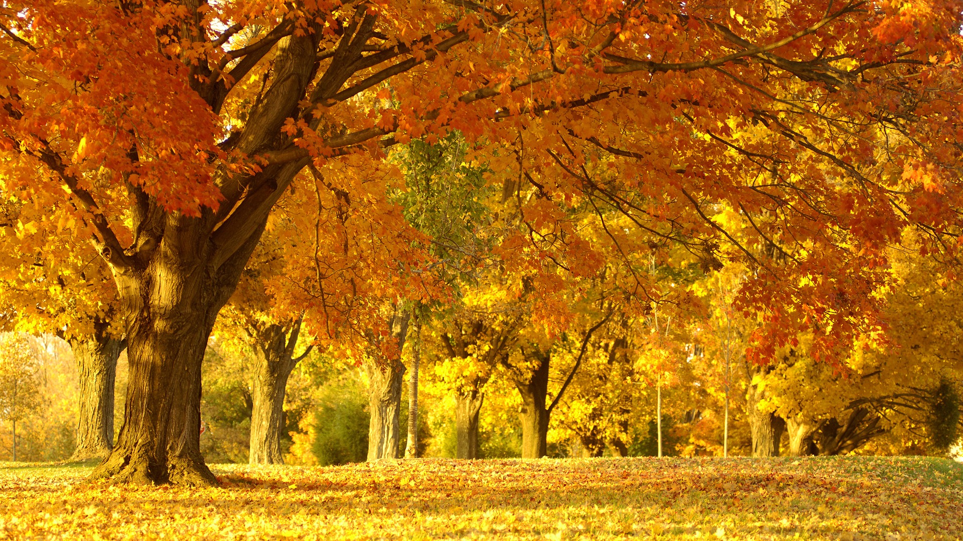 Fall Nature Pictures Wallpapers