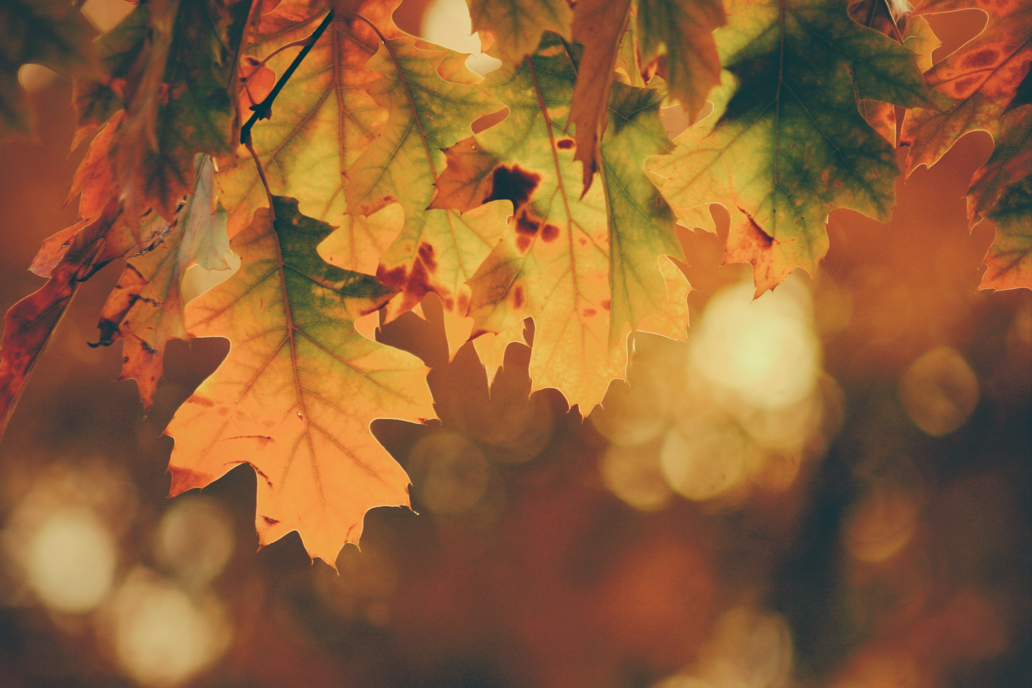 Fall Nature Wallpapers