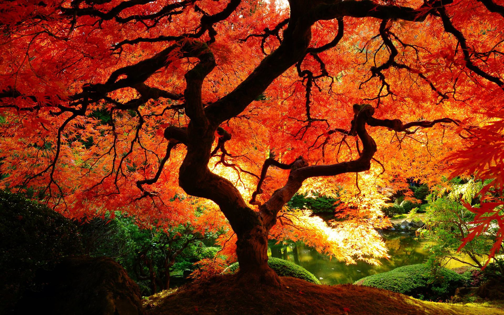 Fall Tree Wallpapers