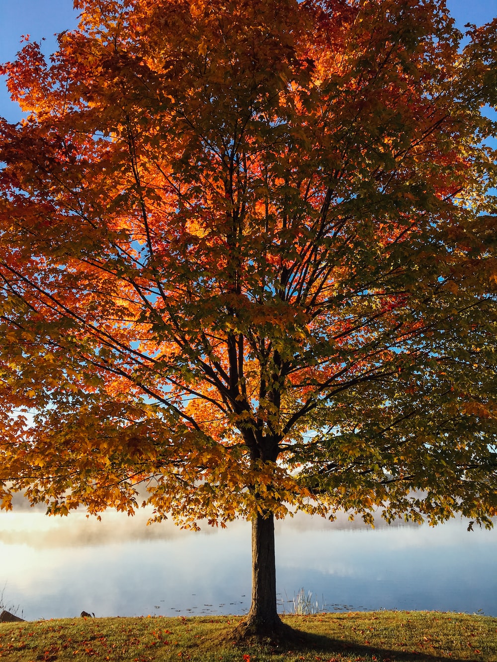 Fall Tree Wallpapers