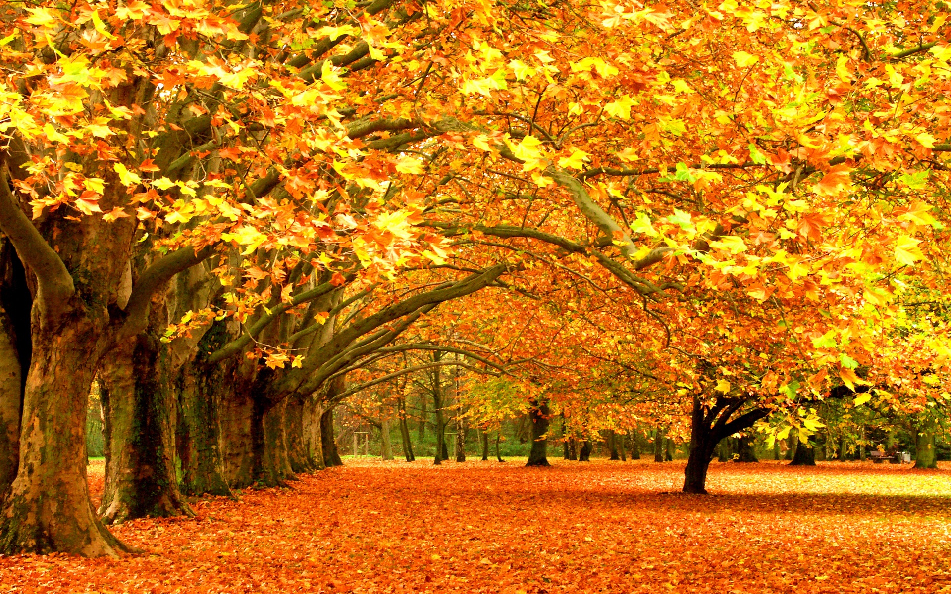 Fall Tree Wallpapers