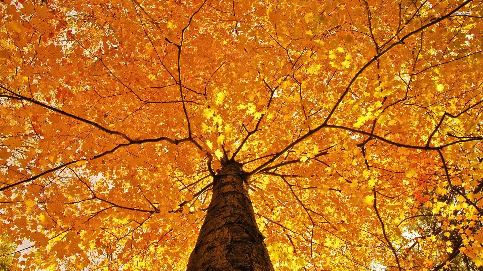 Fall Tree Wallpapers