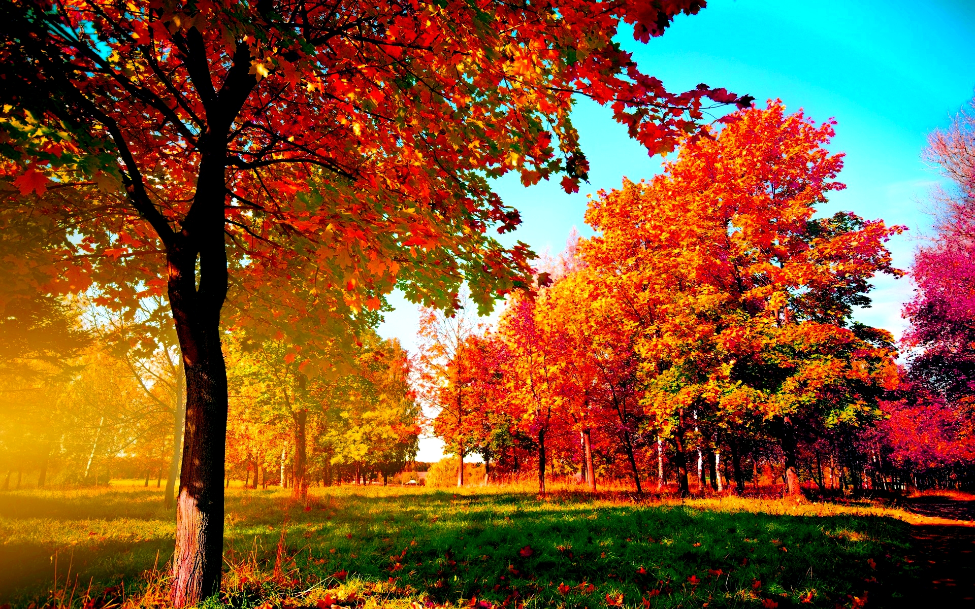 Fall Tree Wallpapers