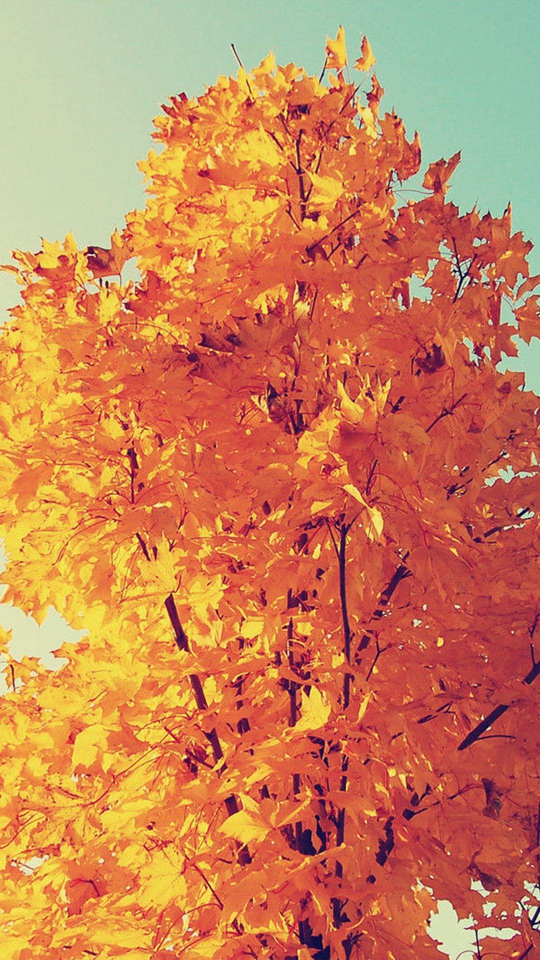 Fall Tree Wallpapers