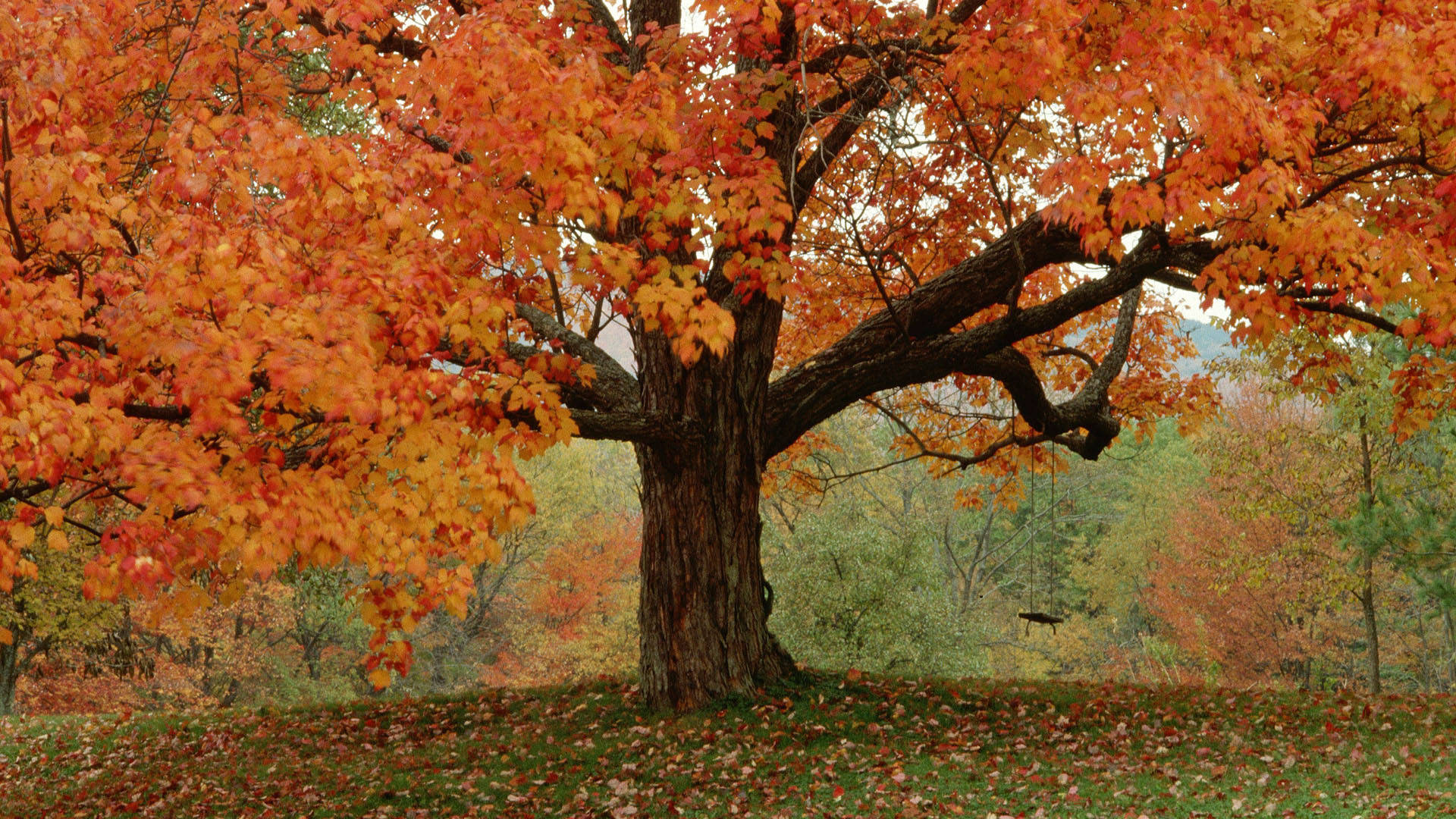 Fall Tree Wallpapers