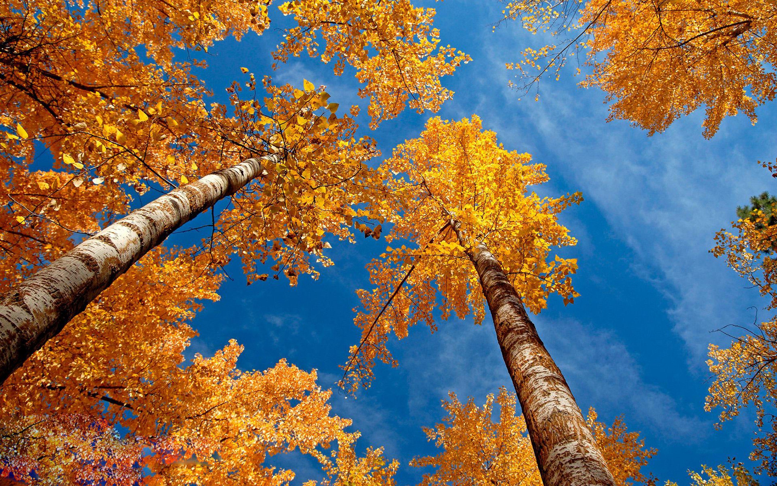 Fall Tree Wallpapers