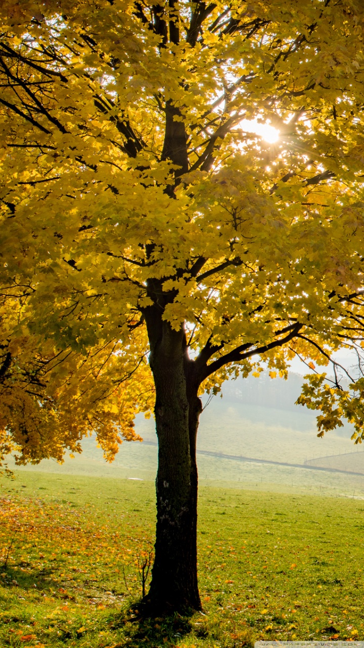 Fall Tree Wallpapers