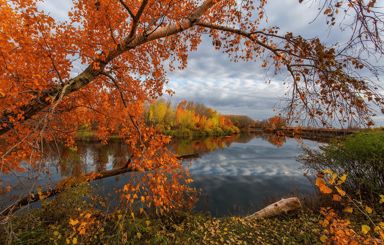 Fall Tree Wallpapers