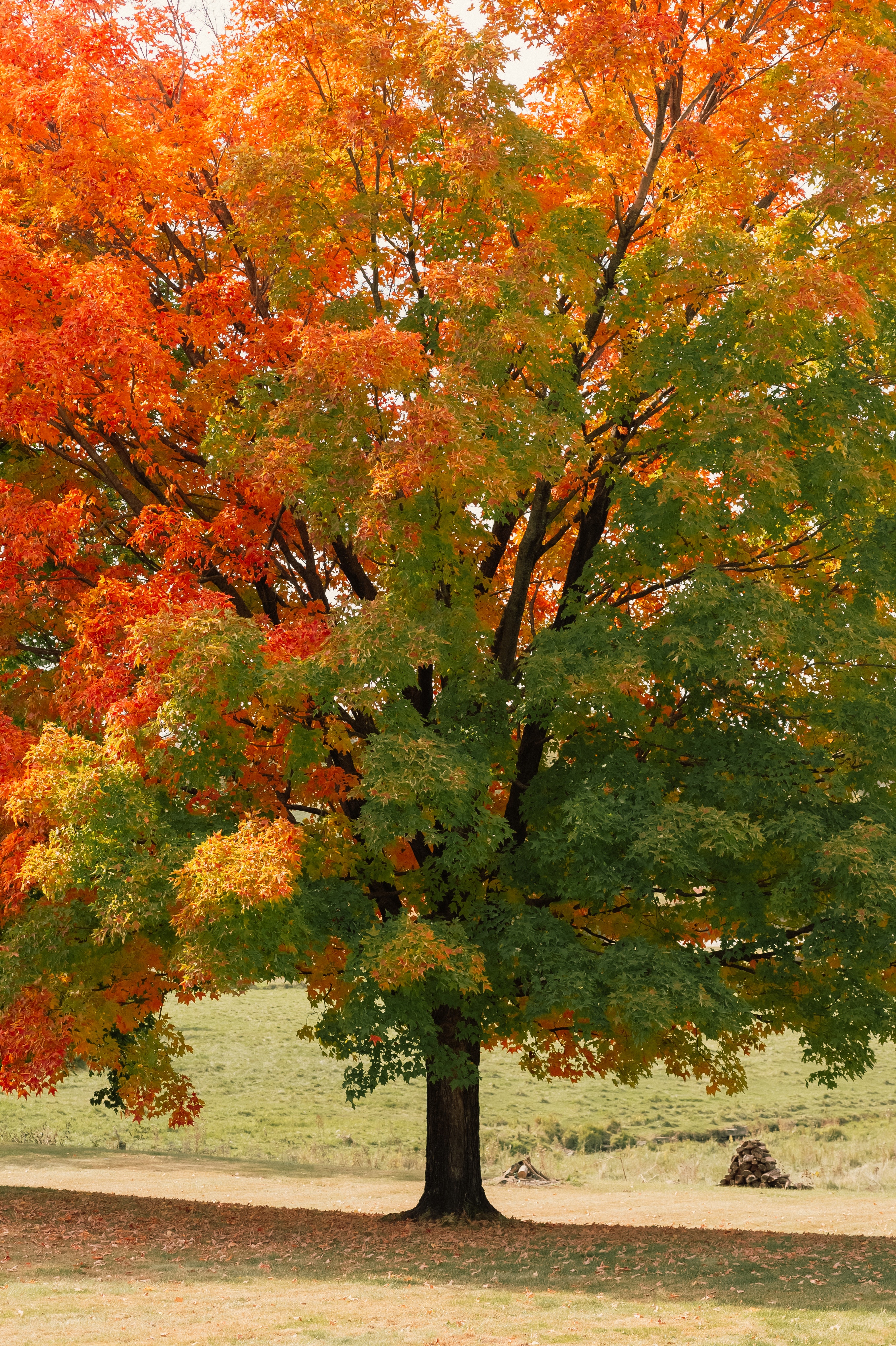 Fall Tree Wallpapers