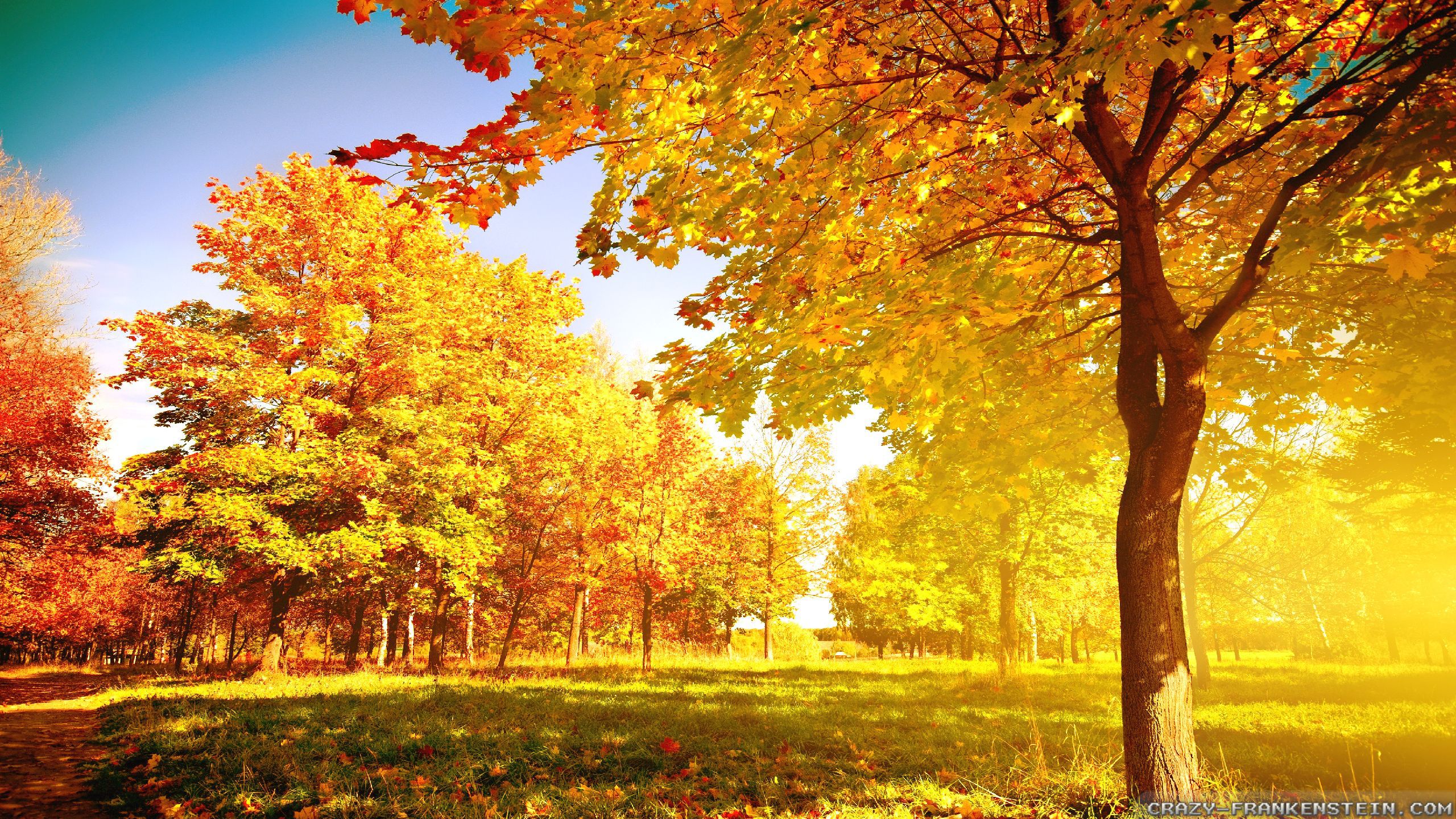 Fall Tree Wallpapers