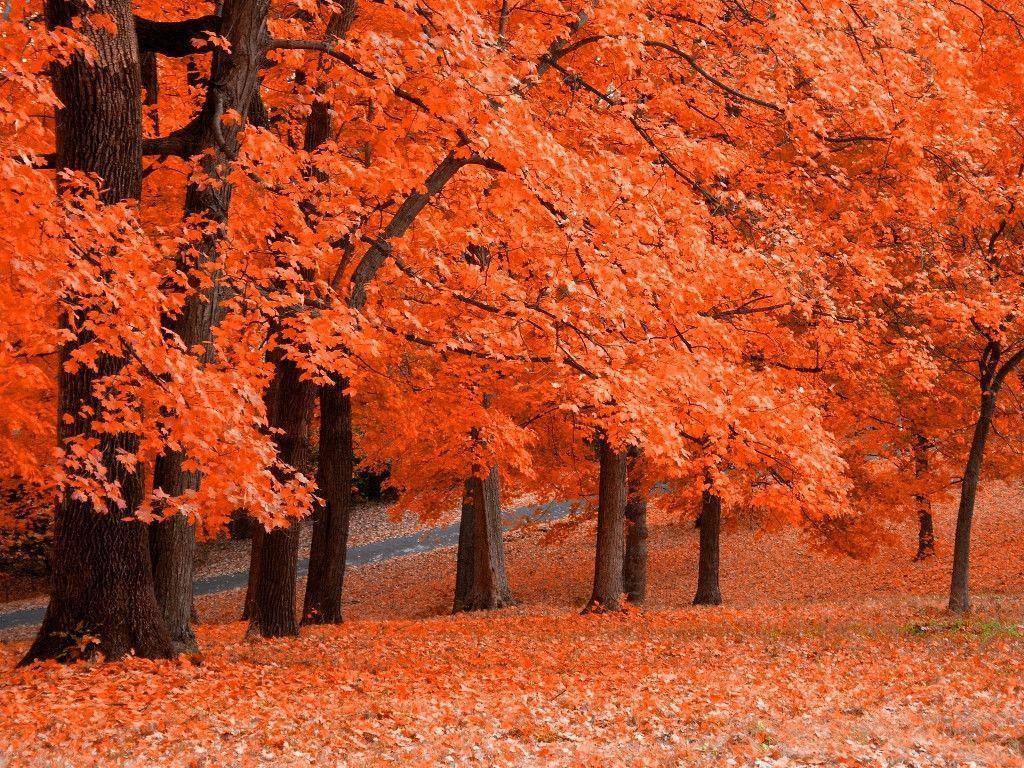 Fall Tree Wallpapers