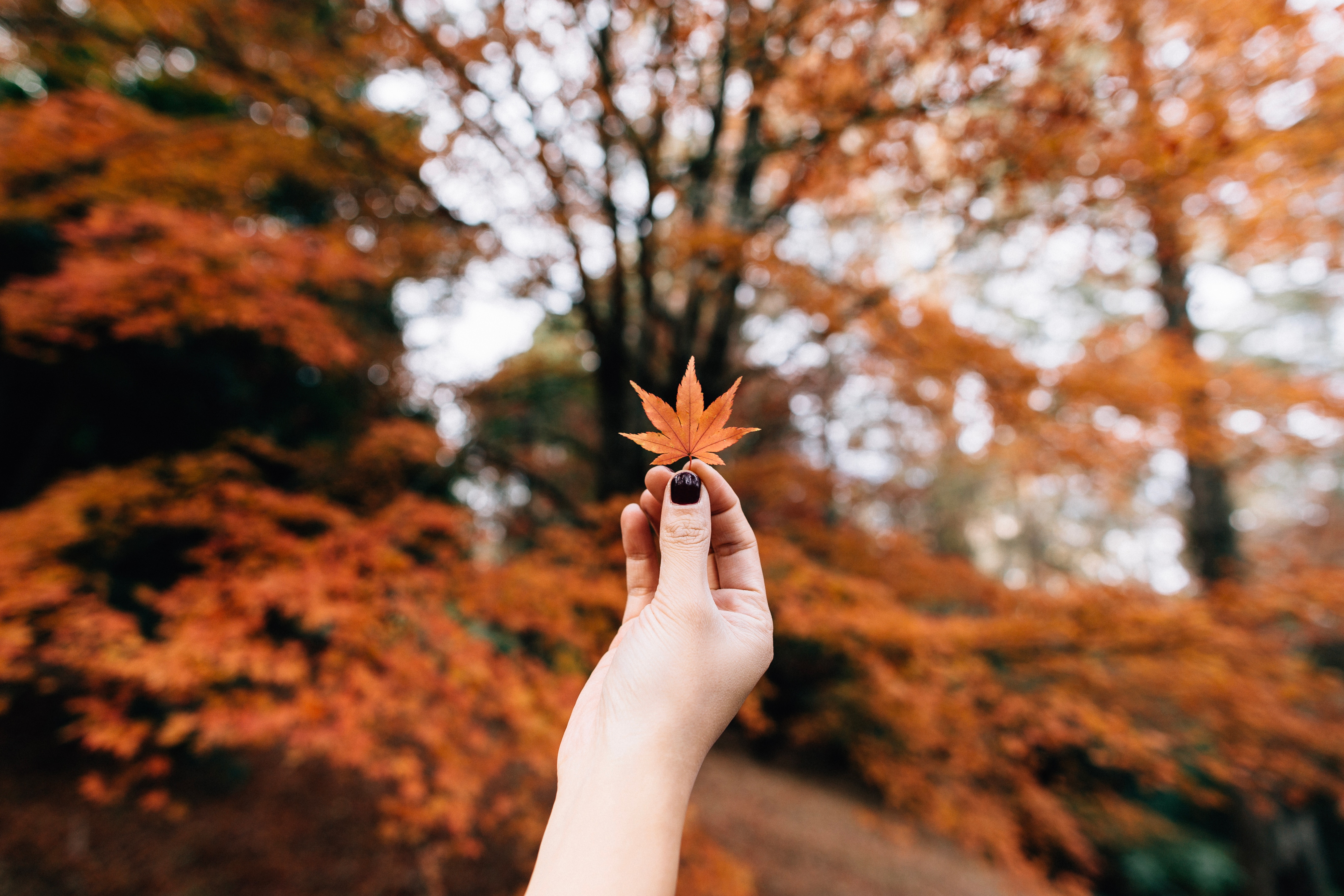 Fall Tree Wallpapers