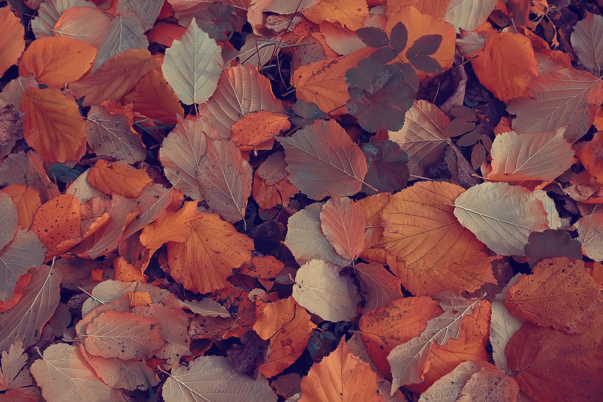 Fall Trees Tumblr Wallpapers