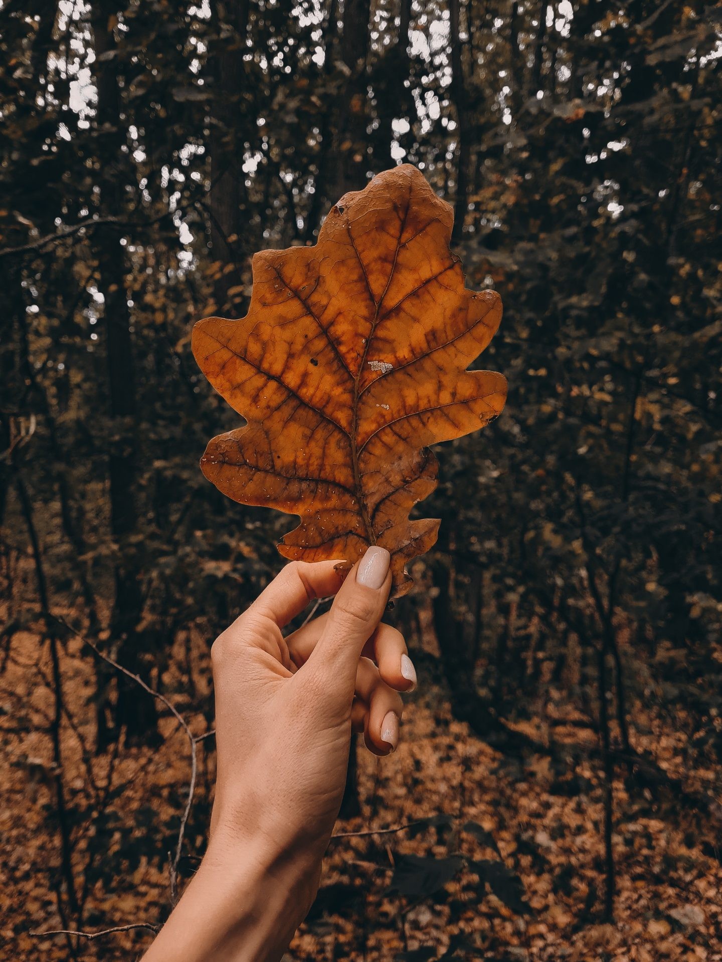 Fall Trees Tumblr Wallpapers
