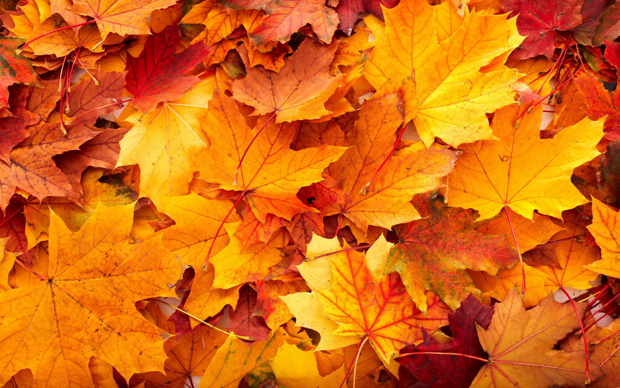 Fall For Mac Wallpapers