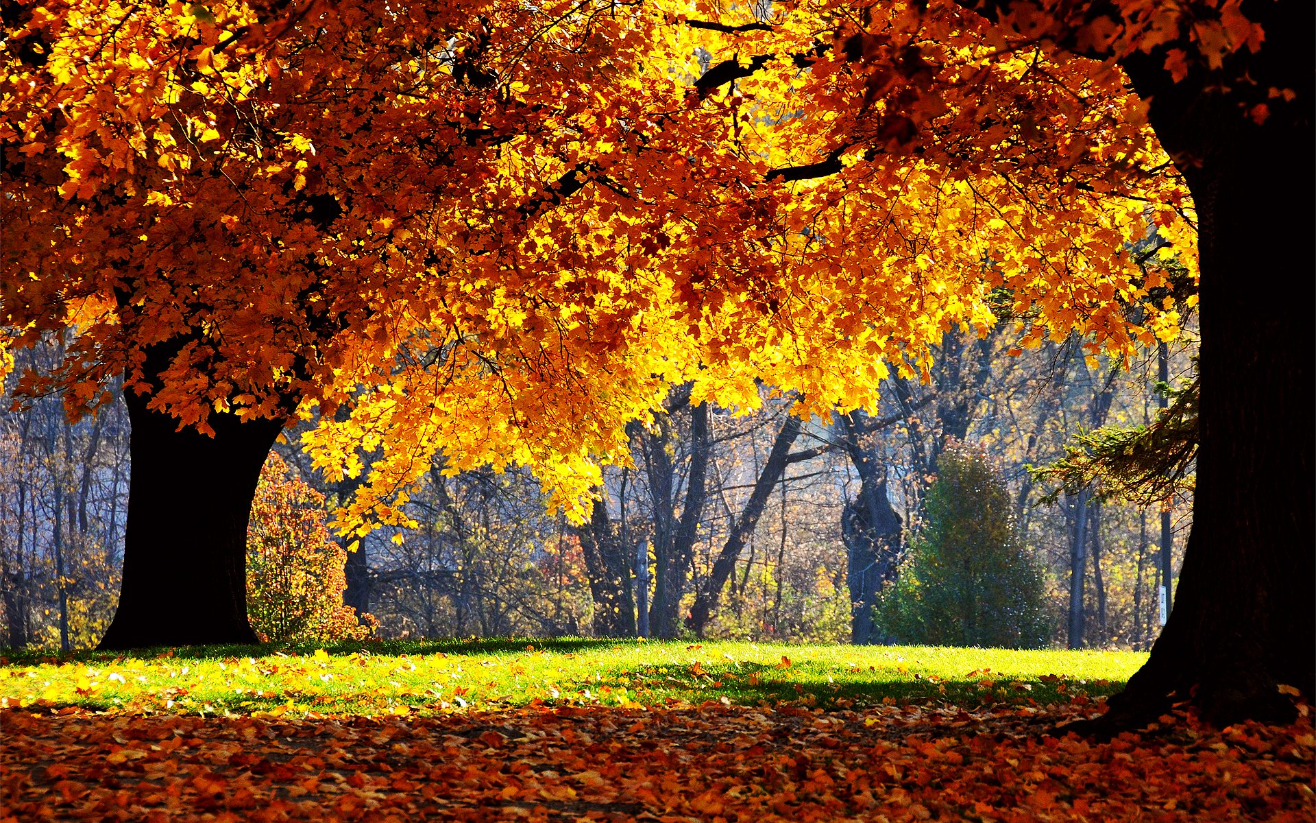 Fall For Mac Wallpapers