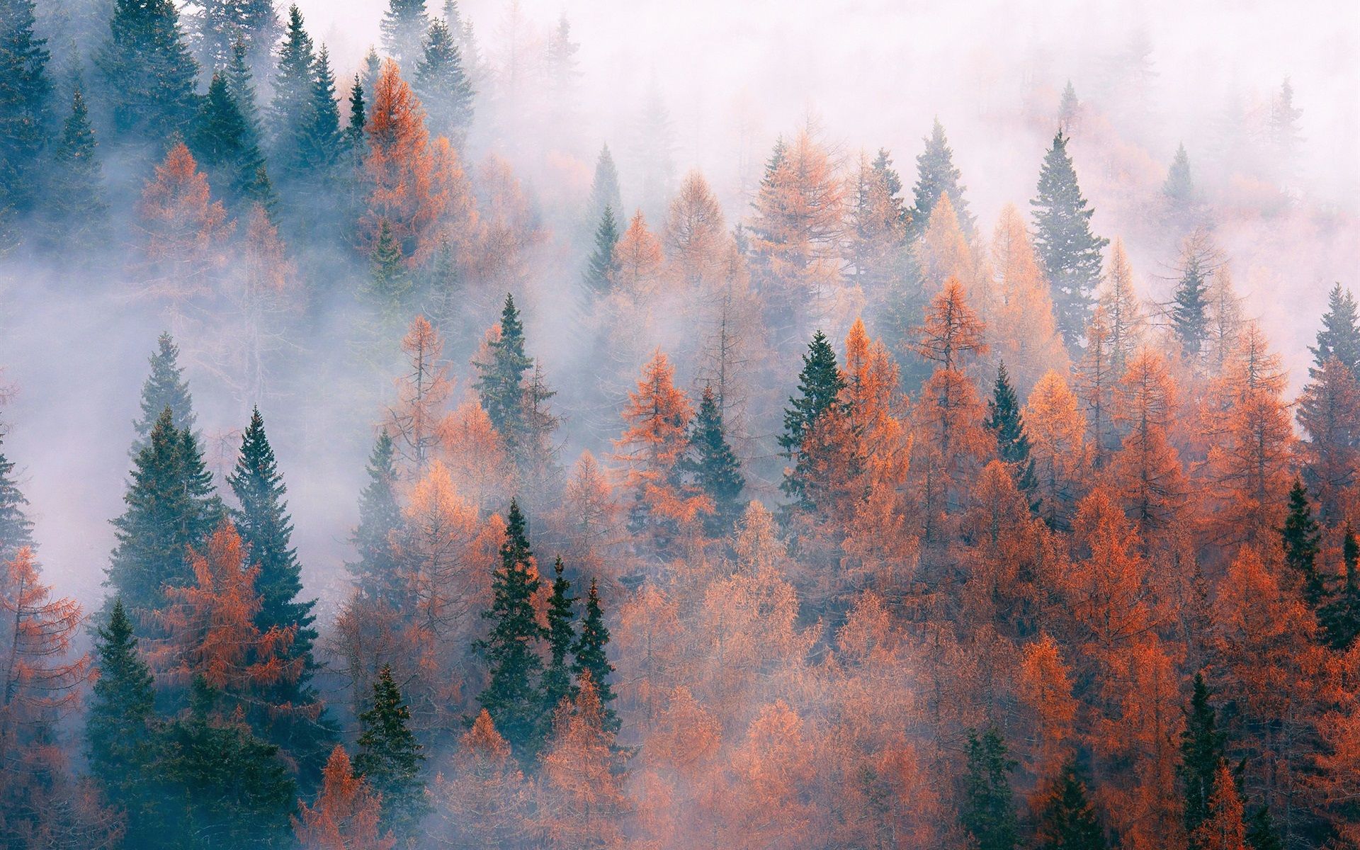 Fall For Mac Wallpapers