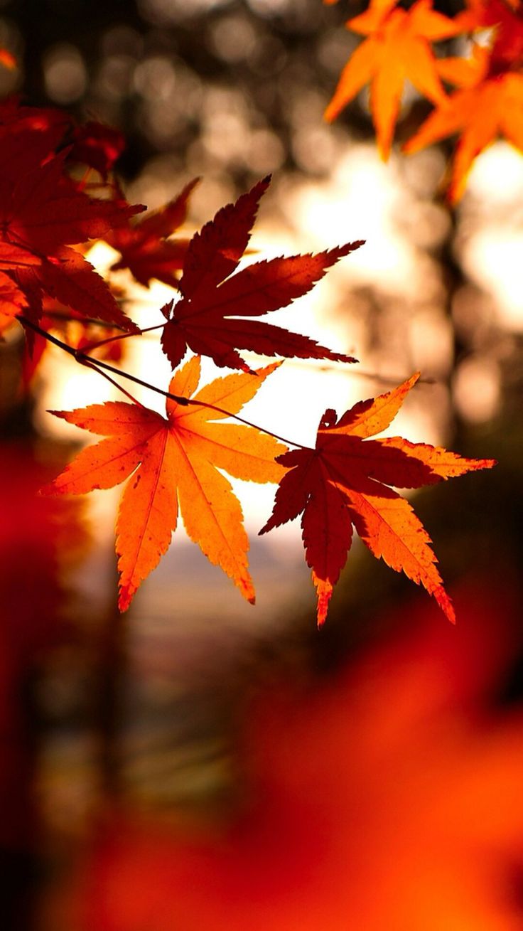 Fall Iphone 6 Wallpapers