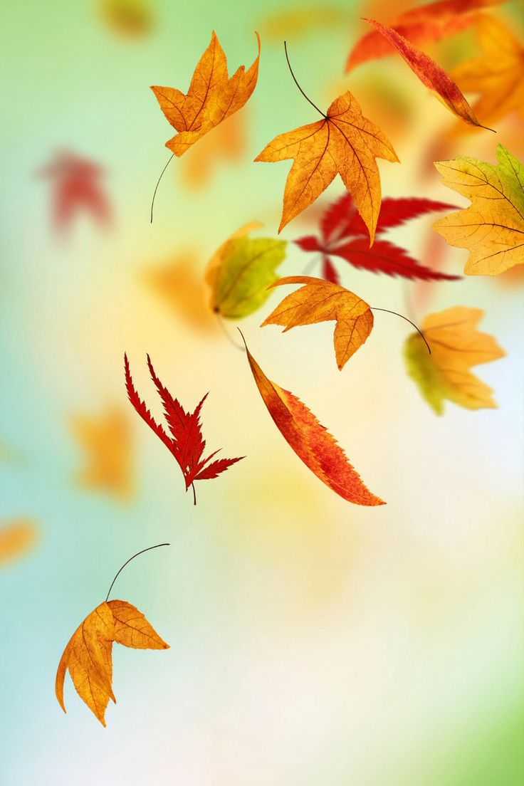 Fall Iphone 6 Wallpapers