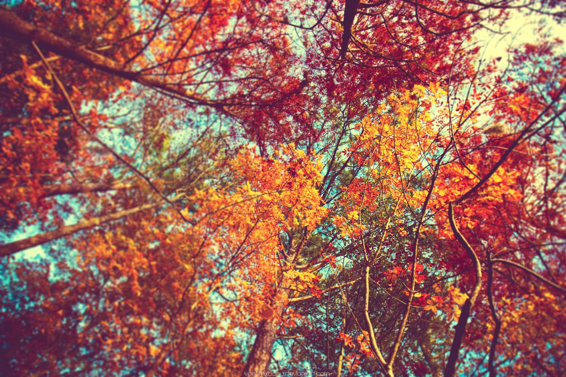 Fall For Laptop Wallpapers