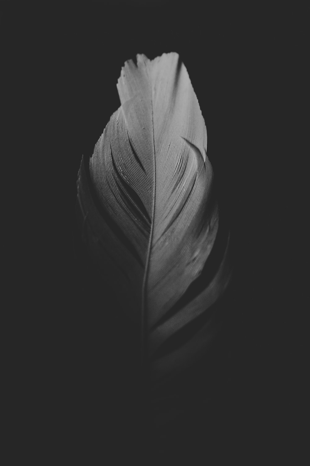 Feather Wallpapers