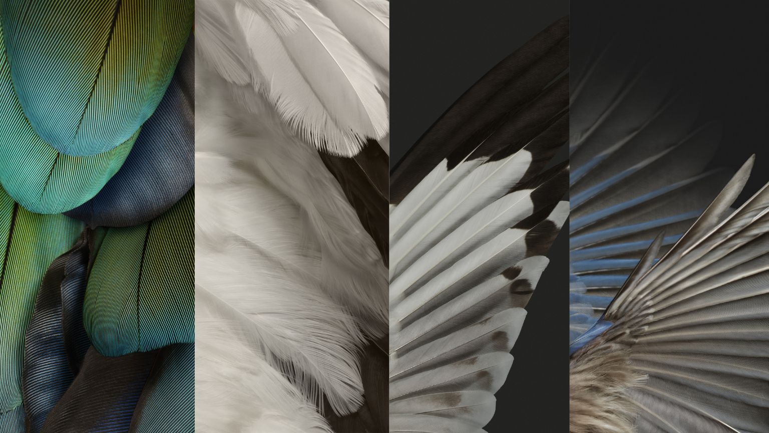 Feather Wallpapers