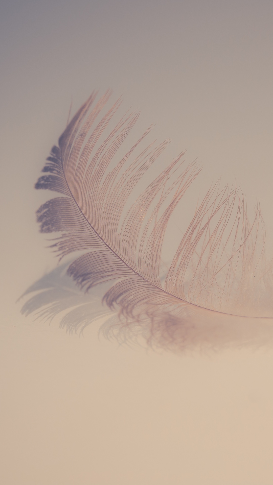 Feather Wallpapers