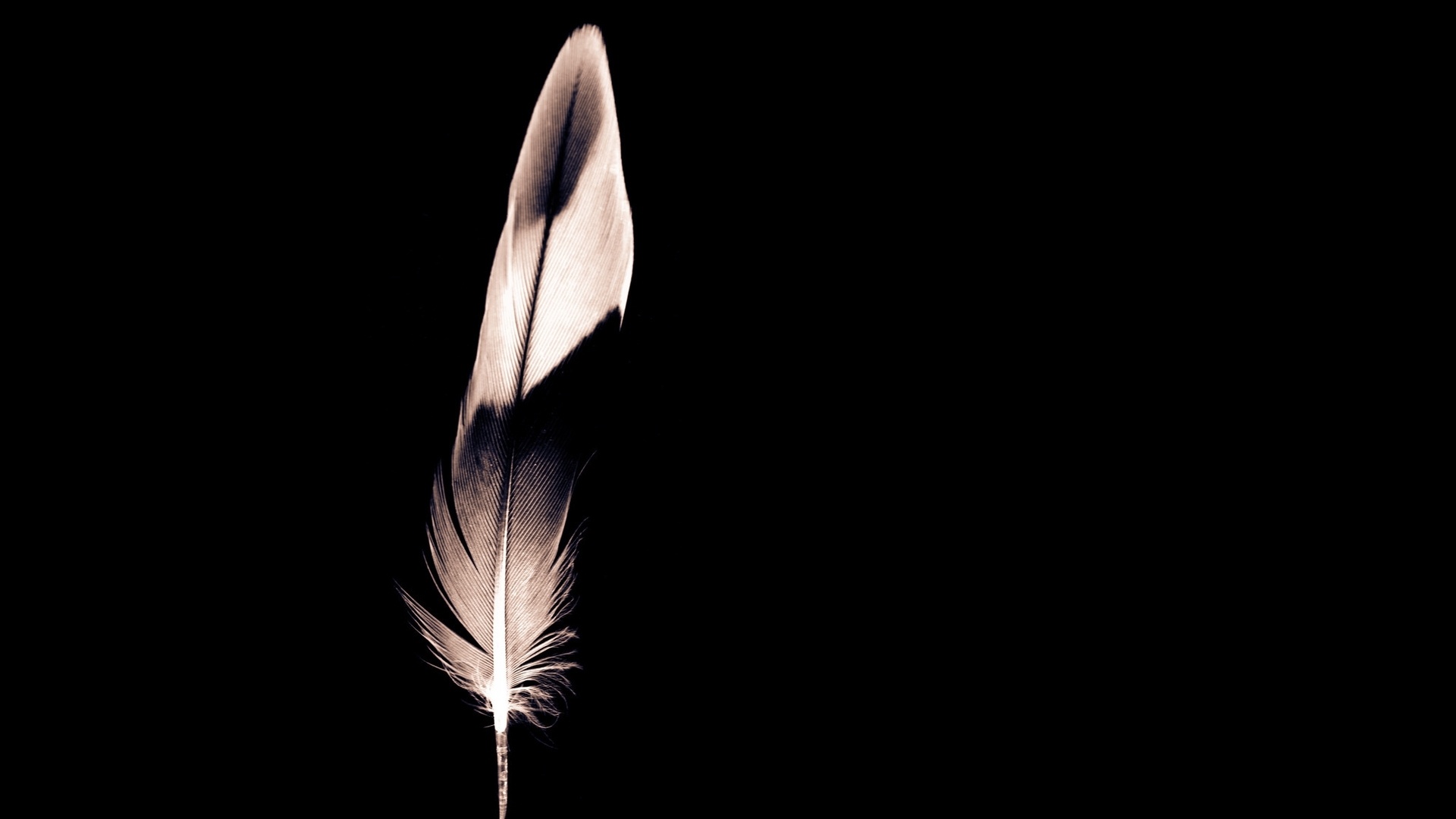 Feather Wallpapers