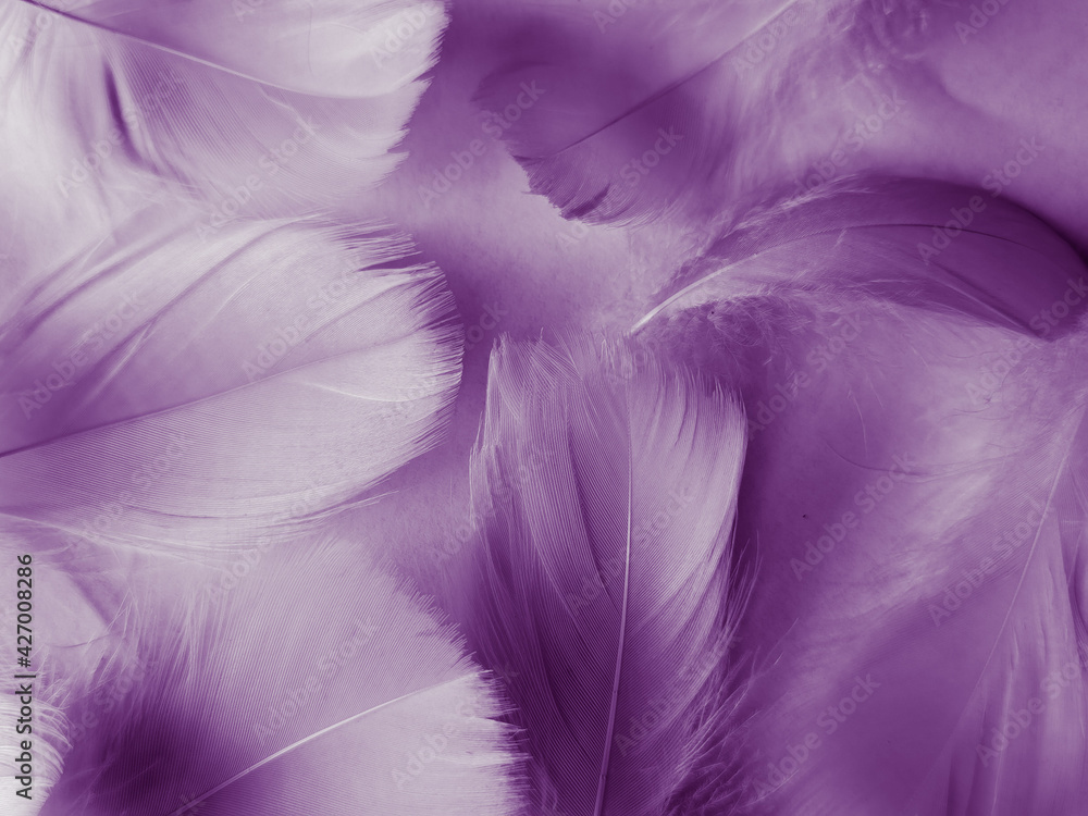 Feather Wallpapers