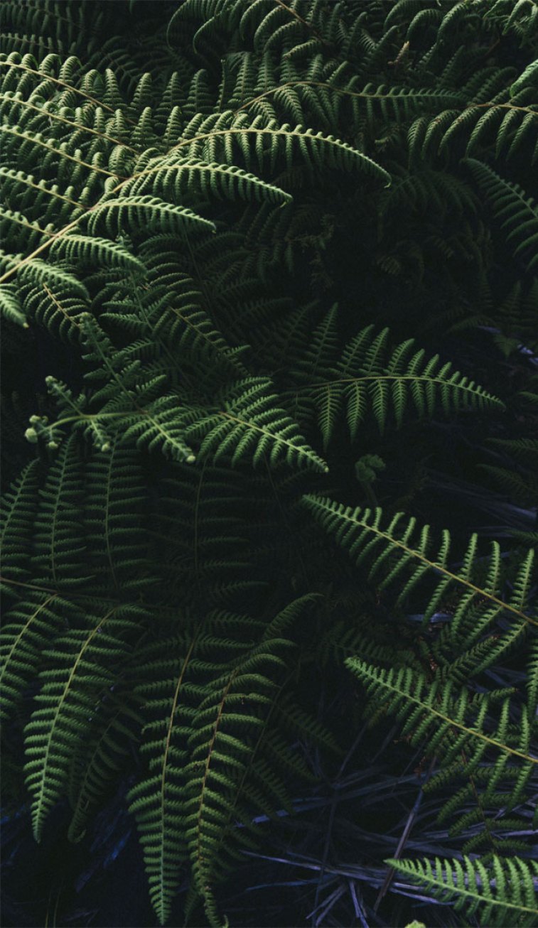 Fern Iphone Wallpapers