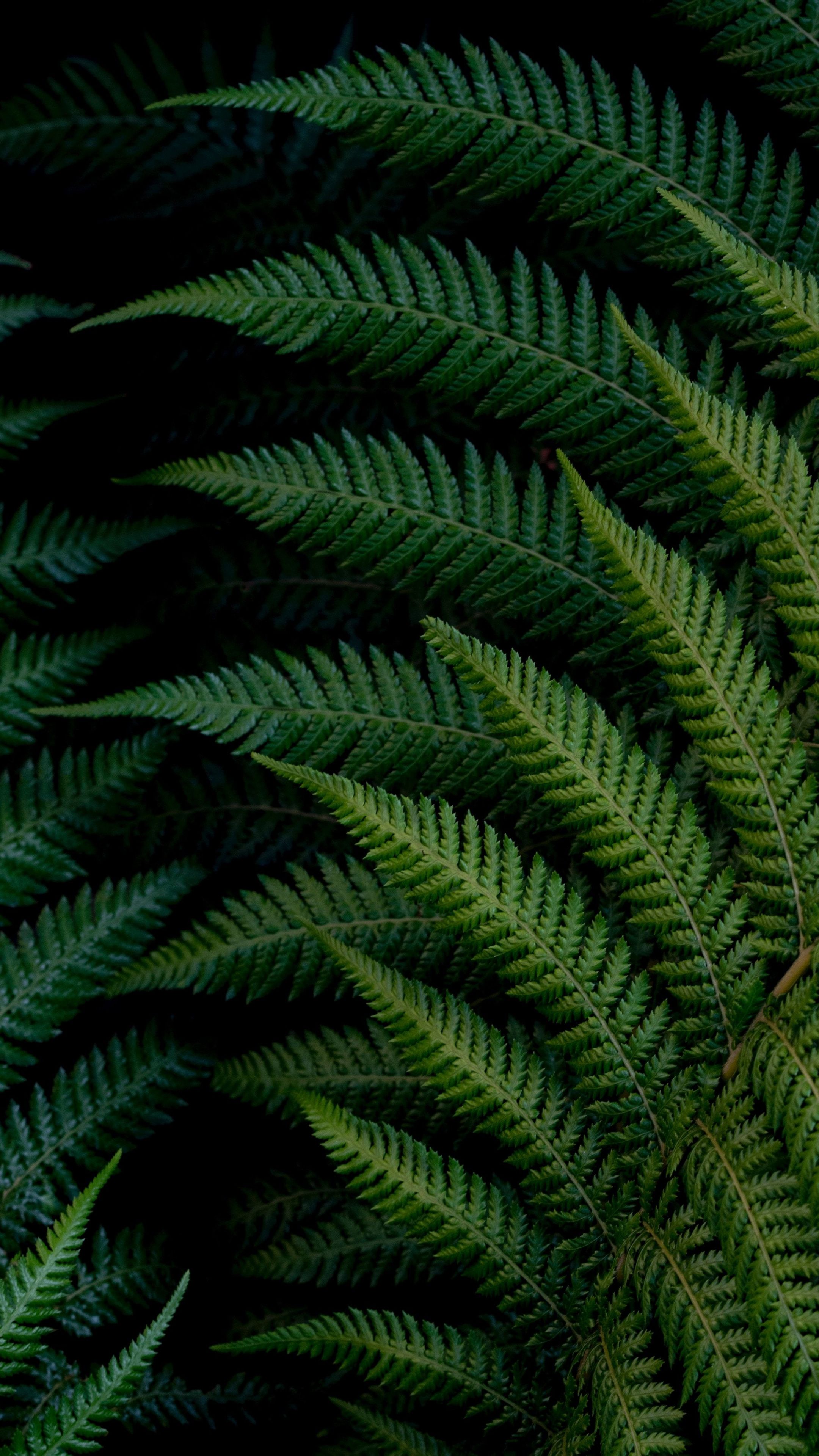 Fern Iphone Wallpapers