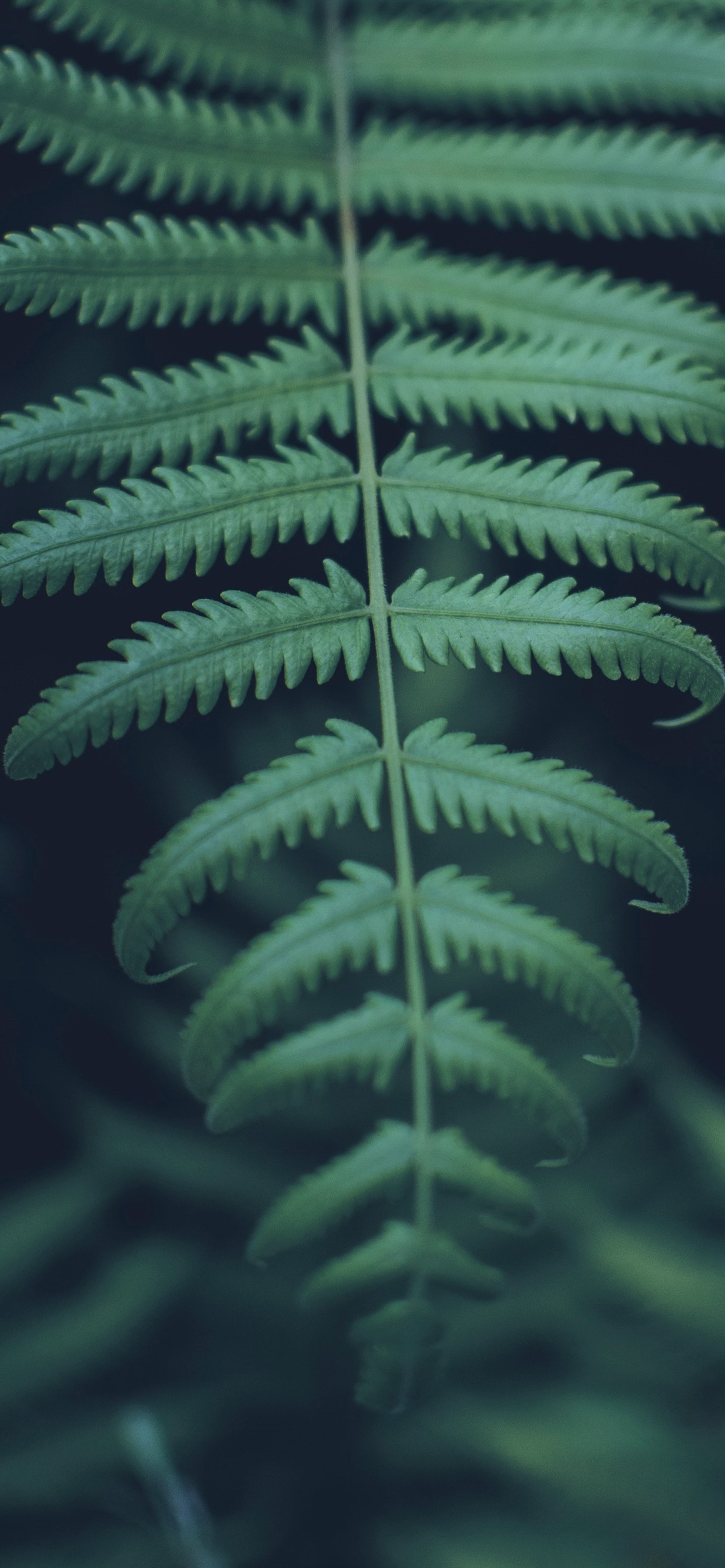 Fern Iphone Wallpapers