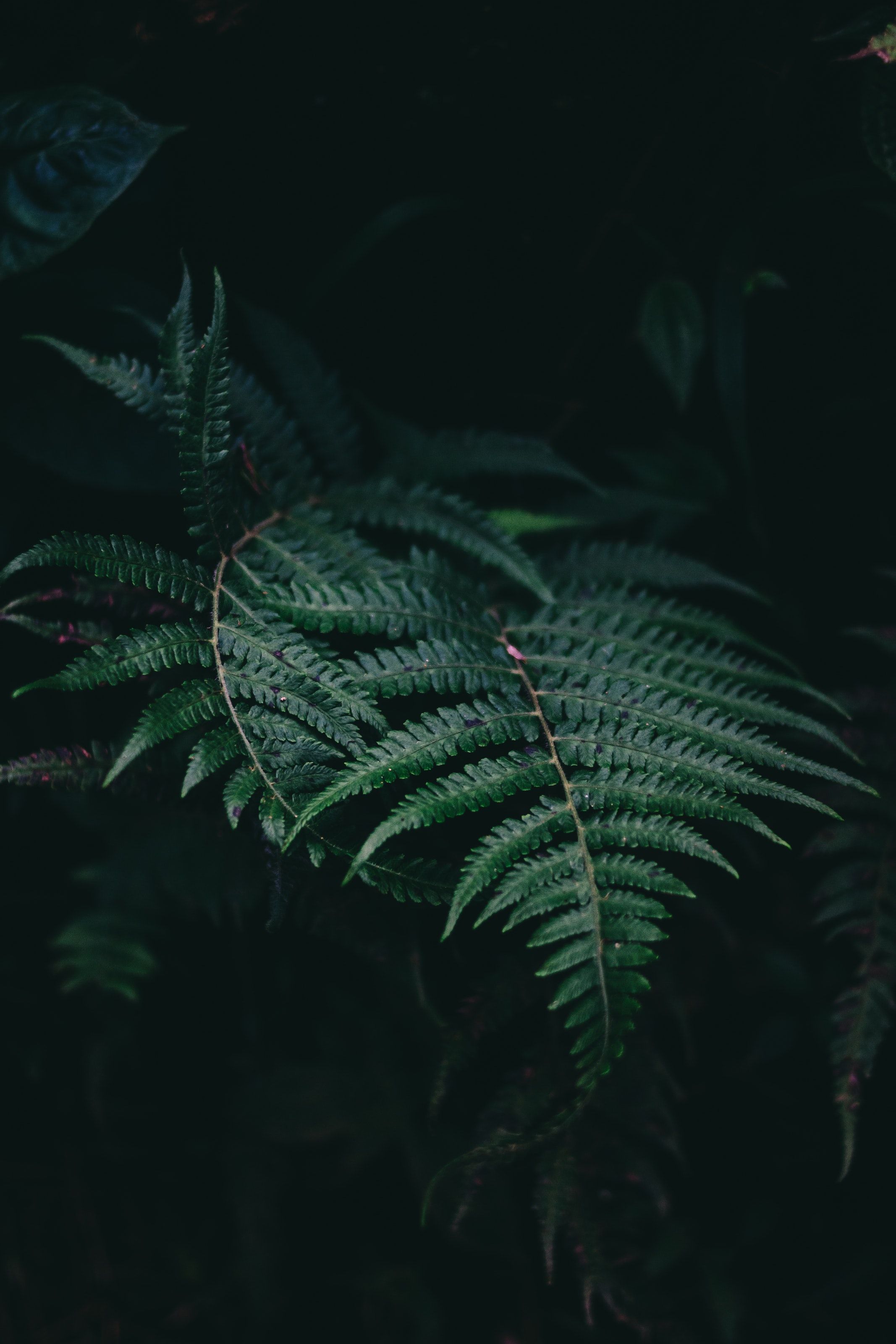 Fern Iphone Wallpapers