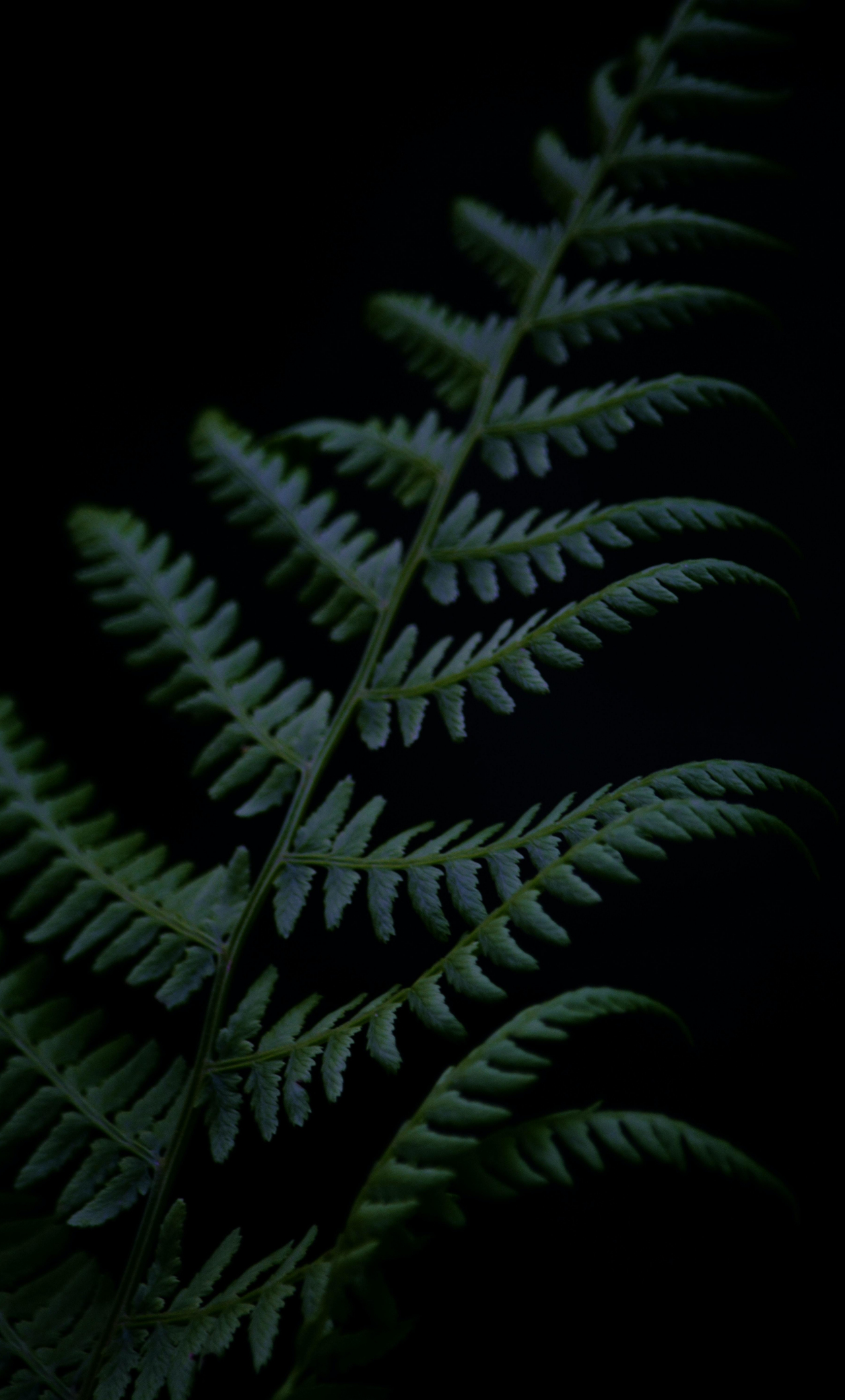 Fern Iphone Wallpapers