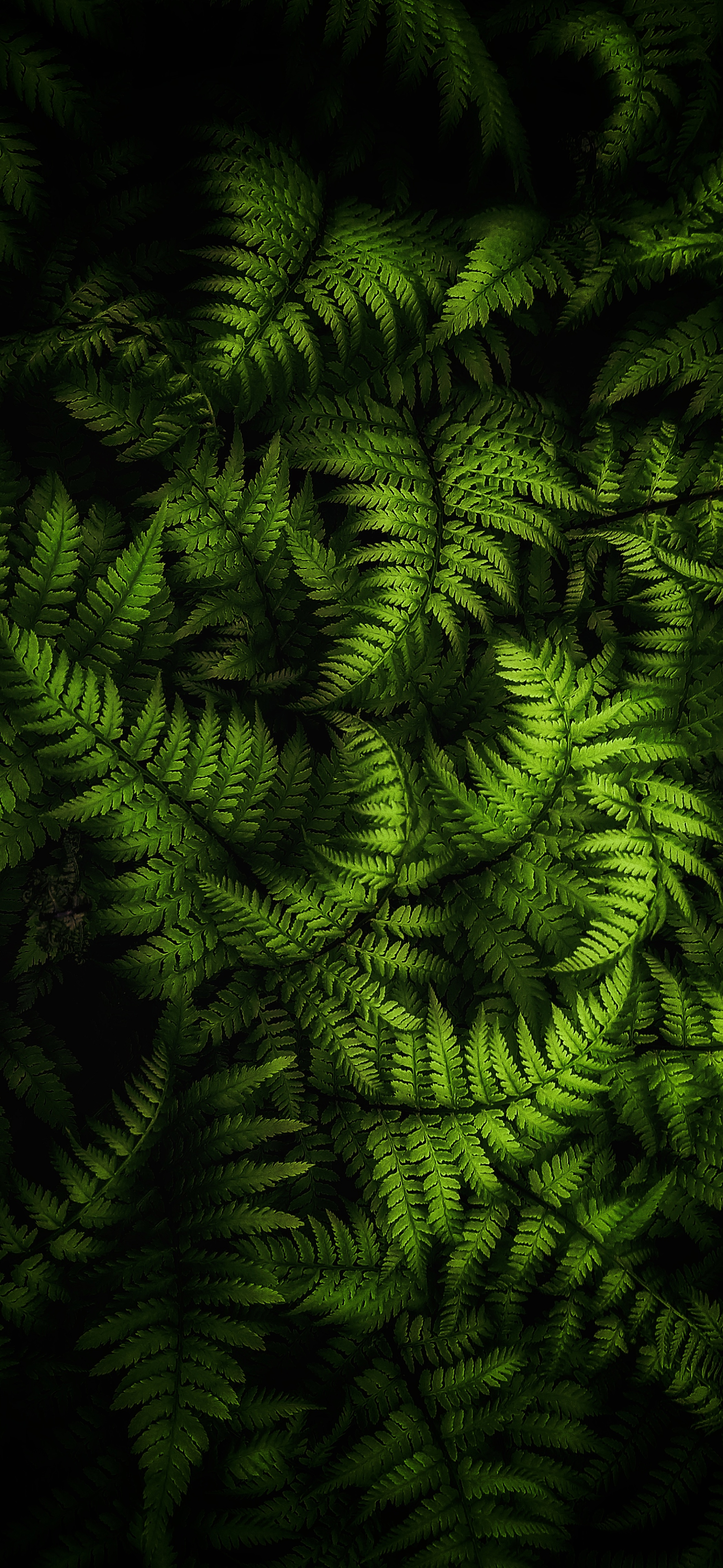 Fern Iphone Wallpapers