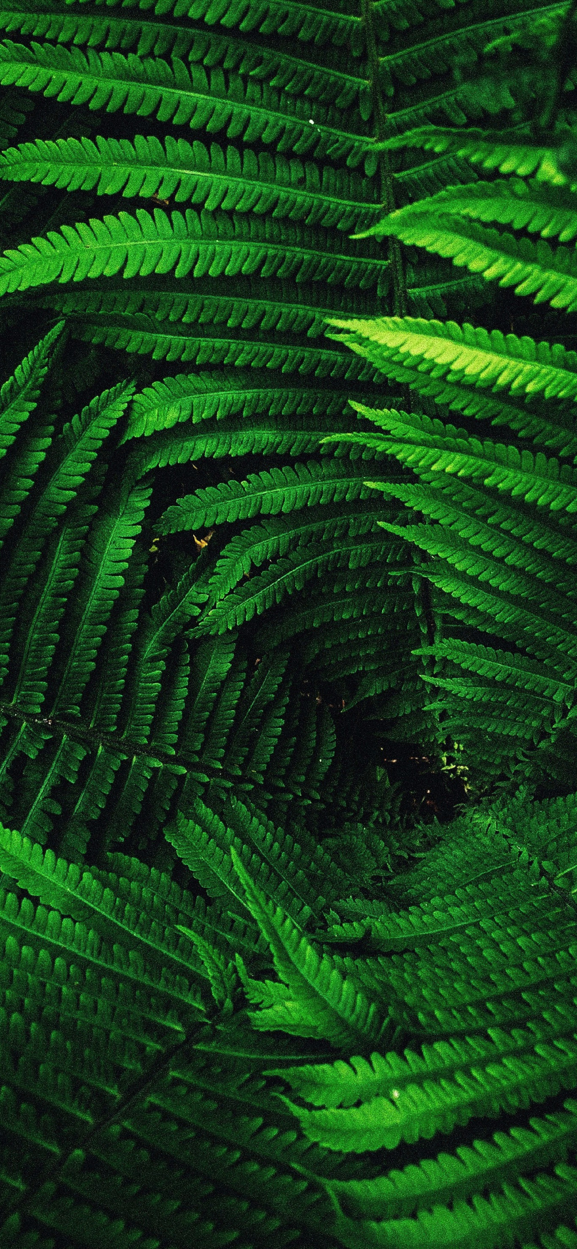 Fern Iphone Wallpapers