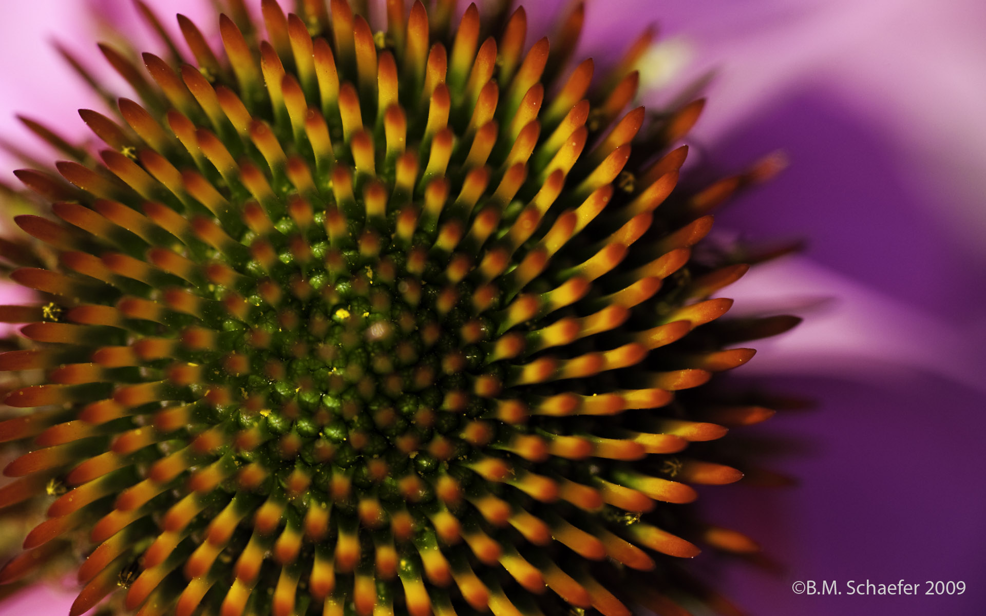 Fibonacci Sequence Wallpapers