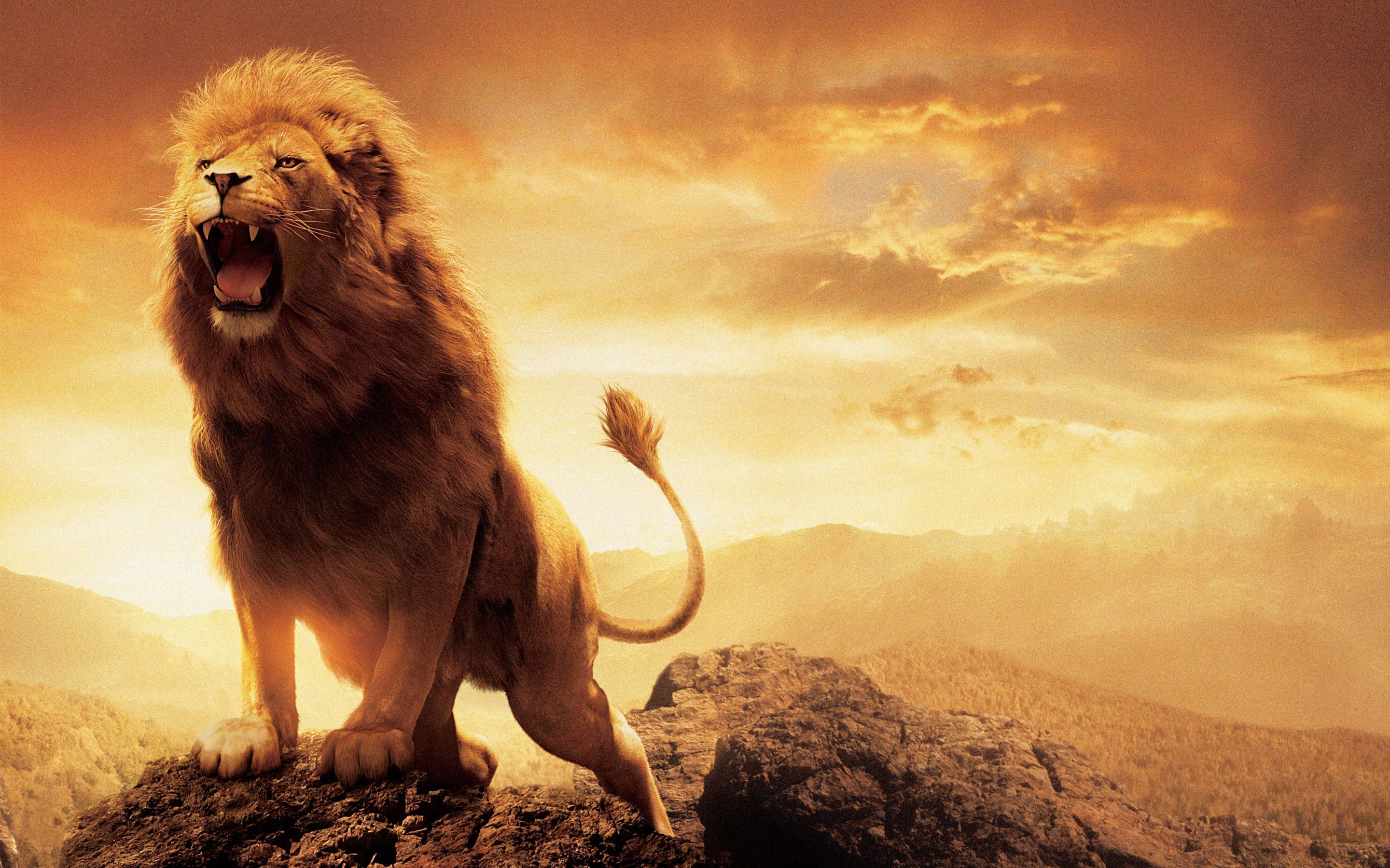 Fierce Lion Wallpapers