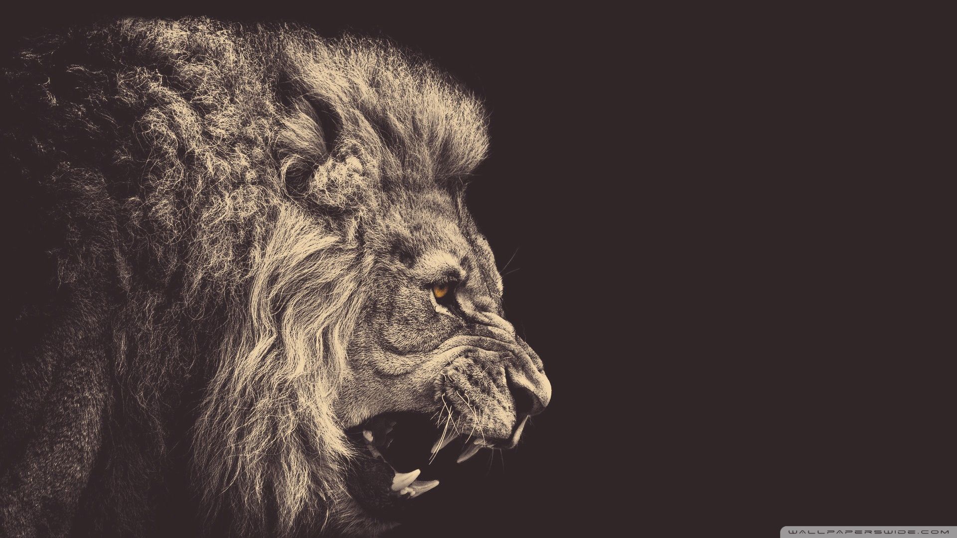 Fierce Lion Wallpapers